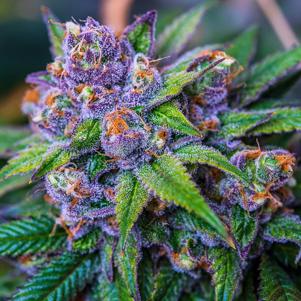 Purple Pussy Cannabis Strain Information.