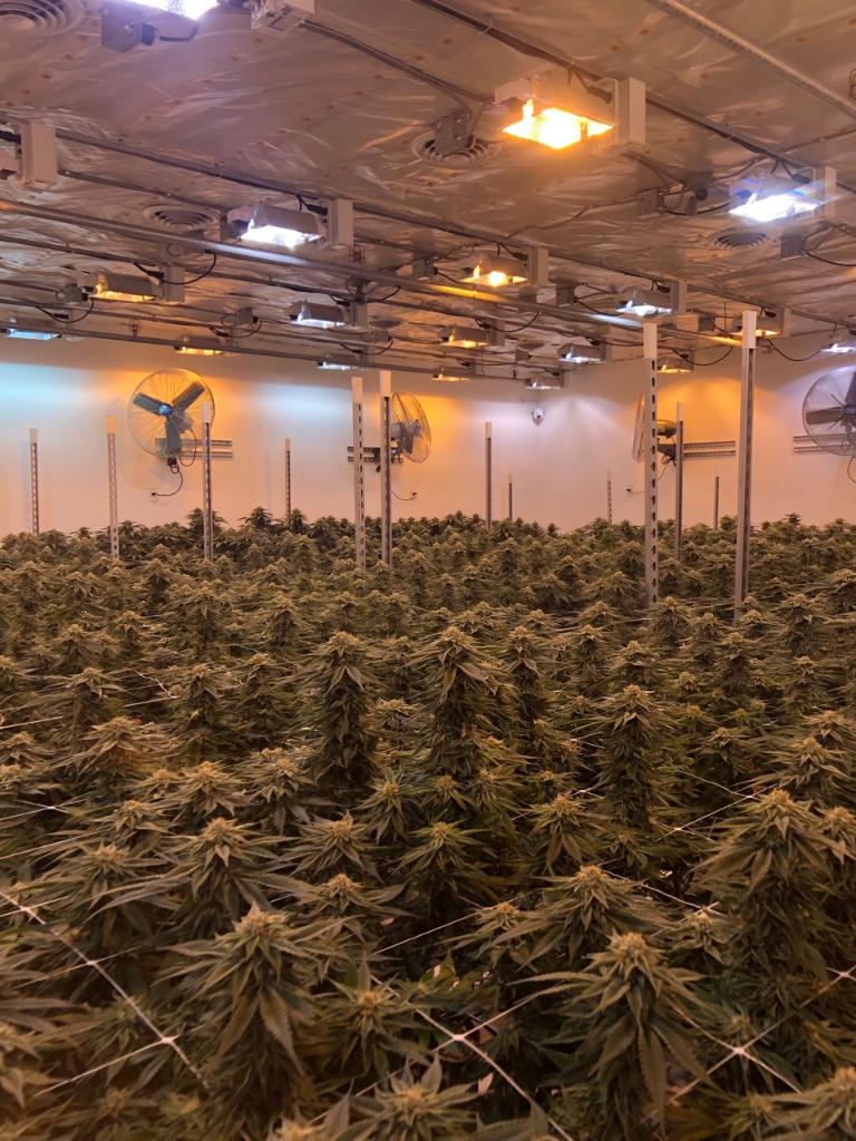 hawthornegc's tweet photo. Gavita lighting the way @phatpanda
Interested in a commercial layout with #gavita fixtures? Send us a DM to get started!
#gavita #gavitagrown #phatpanda #hawthorne #yourfire #ourfuel #mygavitagreenthumb #pnw #gavitahps #gavitaled #cannabis https://t.co/nIBarvHohs