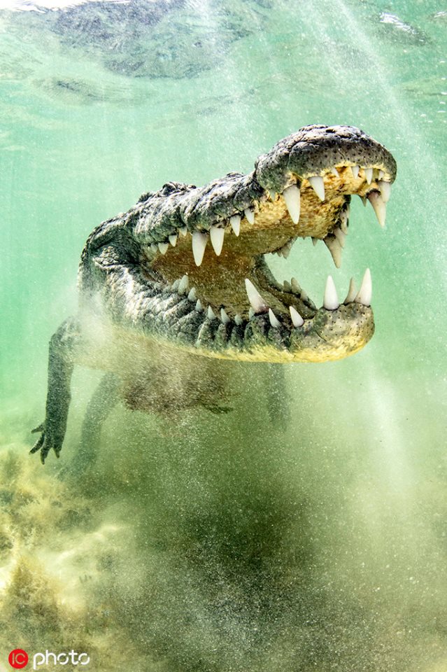 PDChina's tweet photo. Daredevil photographer gets close to crocodile for a perfect snap in Mexico https://t.co/zgBfm5KX0U