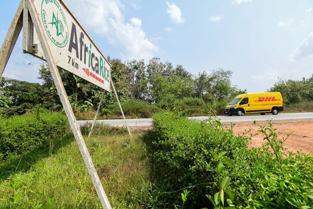 A defining moment in <a href="/AfricaRice/">AfricaRice</a>'s history: the homecoming of the #rice collection to Mbe, Côte d'Ivoire. Read more 👉 bit.ly/2UUqOH6