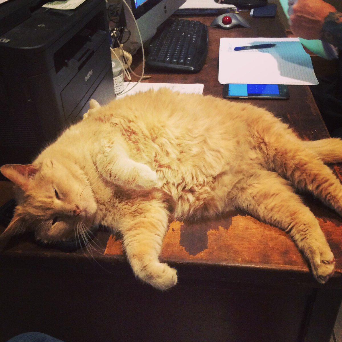 HeadShopCats's tweet photo. “You weren’t trying to do anything important were you?" https://t.co/z01YbNIdbv