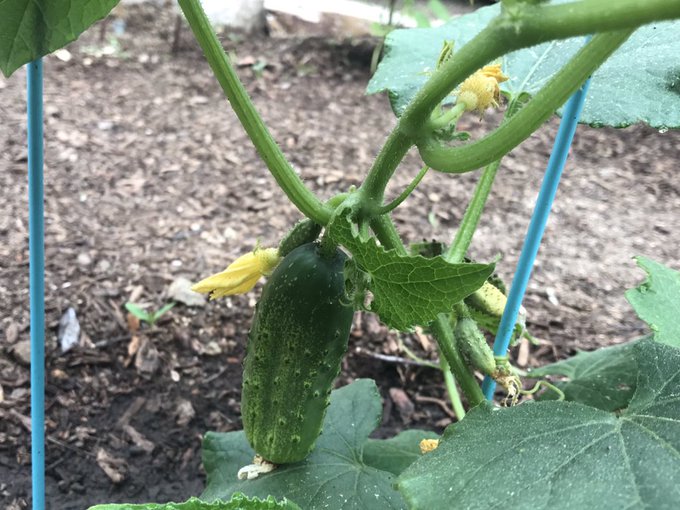 My garden brings me so much joy  🥰🤗🌱here&rsquo;s my artichoke (chonky boy), strawberry babies, zucchini, and<a href="/tag/spoiled"class="tags"><span>#spoiled</span></a>
