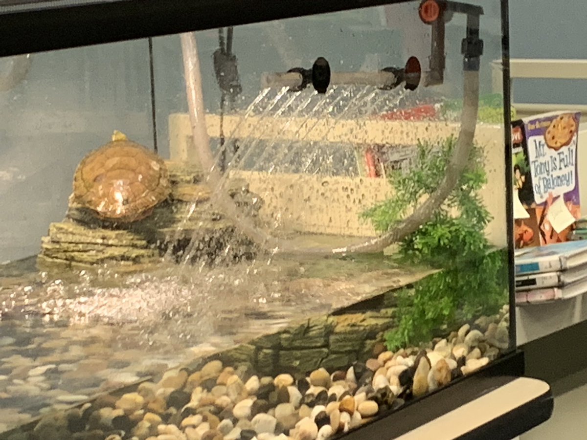 collins_library's tweet photo. We @ExplorersCol are so excited about the addition of our library mascot. My #CollinsTribe is hard at work in search of the perfect name. In the meantime, @AnaVazq94433165 and I will welcome her to our #LibraryLearningCommon. #AliefLibraries continuing to #TransformLearning https://t.co/U82wS4U7l8