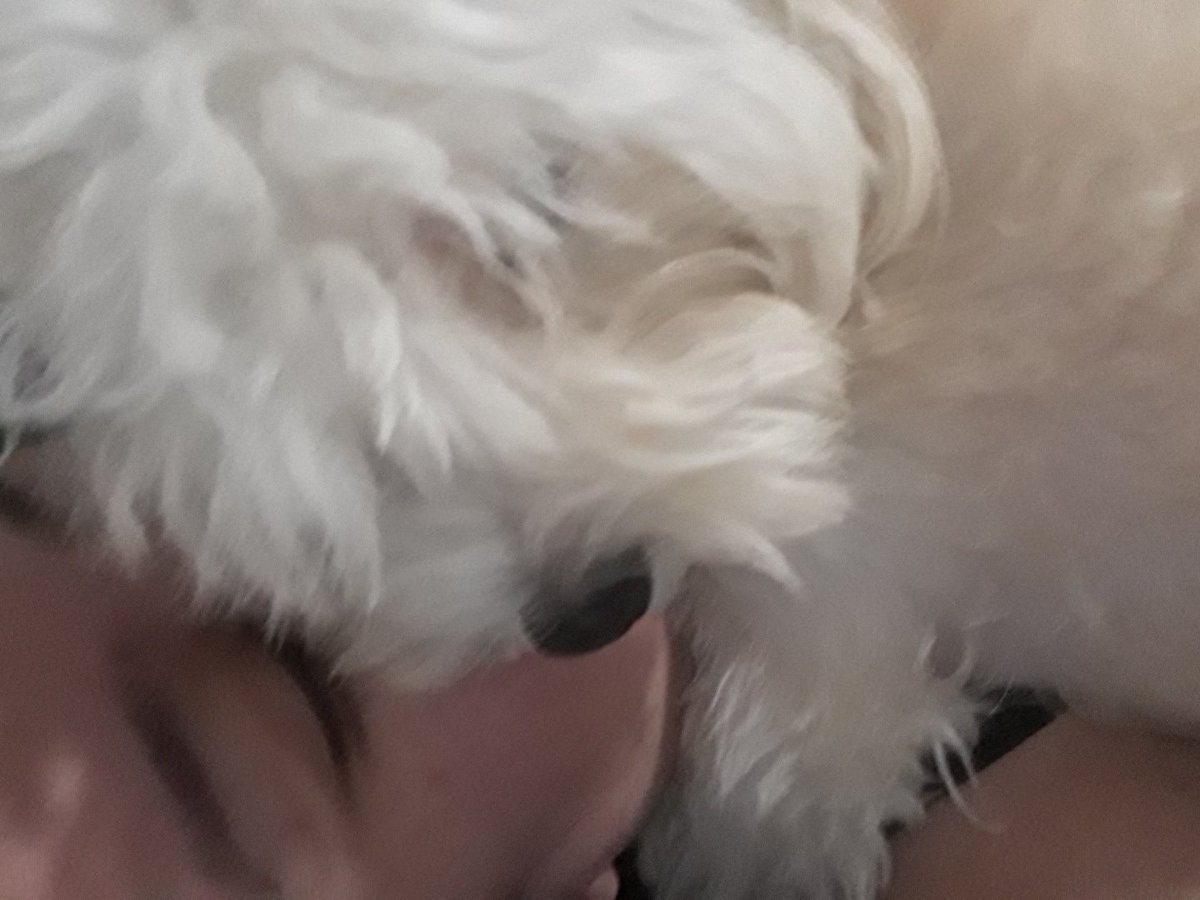 hellenbtlh's tweet photo. Mas vocês tem alguém que morre de saudade de vocês quando vão pro trabalho? Ela me abraça como se fizessem anos que não me via 💕💕 #fia #muphy https://t.co/ASjHkddHSX