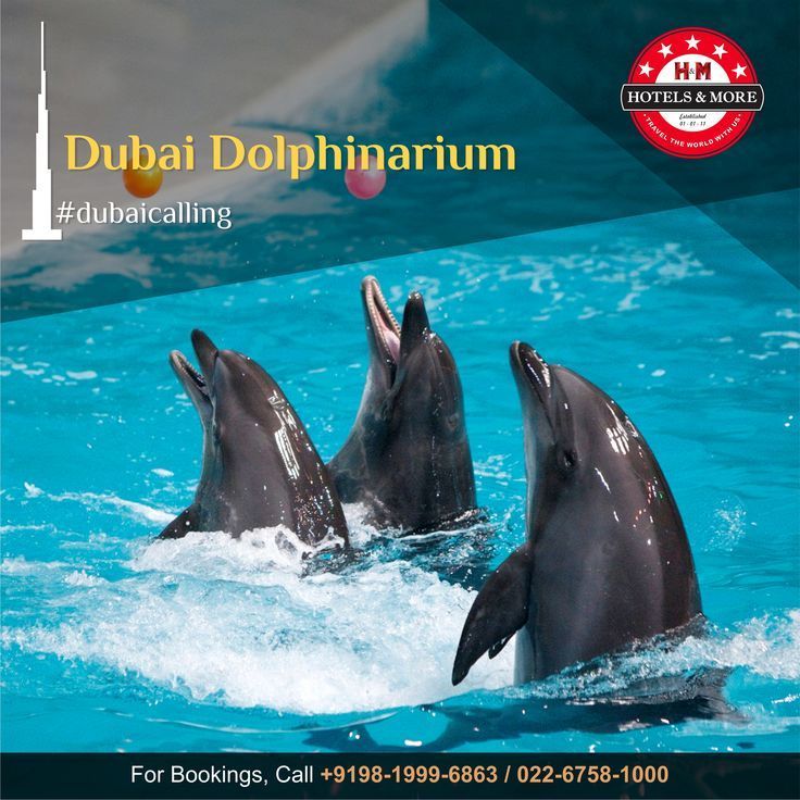 Dubaiinformer's tweet photo. #dubai #dolphinarium #offer #flyincomfort #… – Dubai Picture https://t.co/KiGBCYpilR https://t.co/Xs7670baET