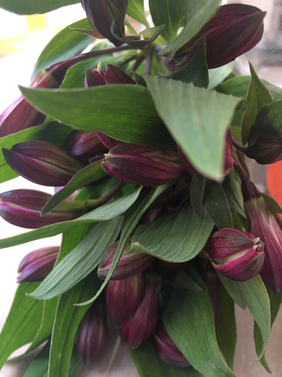 TreehouseFloral's tweet photo. Beautiful English Alstroemeria #Stunning #keepitlocal #flowers https://t.co/7qJsaD9mFi