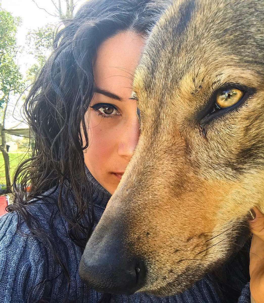 NoyesCherokee's tweet image. @lovewolfcommunity_ - Two eyes... One soul ❤️
Follow our friends @melissa_baldissera
#lowcontent #wildanimals #hybrid #woofer #wolfhound #hound #animalsofinstagram #instadogs #dogsofinsta #hounds #dogofinstagram #dogs #dogsofinstagram #wolfy #worldofwolves