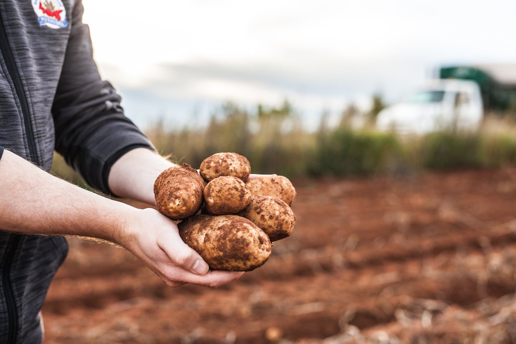PEIPotatoes's tweet photo. When people say we're a handful, we take that as a compliment! #PEIPotatoes #potatoes #brightredmud https://t.co/OeW6cbxQo1