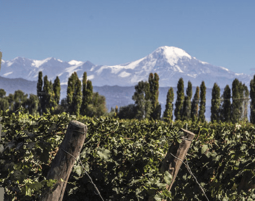 VINOS DE POTRERO hispamerchants.com/2018/06/25/vin…
