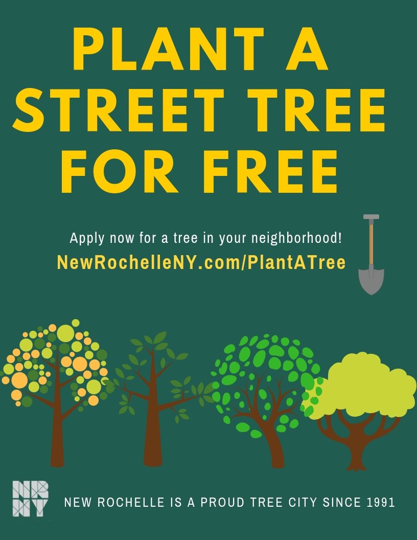 NewRochelleNY's tweet photo. #EarthWeekHighlight: This year, we will be celebrating our 28th year as a proud #TreeCity. In honor of #Arborday, we will be planting an oak tree in front of City Hall on Monday morning. Interested in planting a tree in your neighborhood? visit https://t.co/UXsxVmBFgT. https://t.co/pE3qZSUfTn