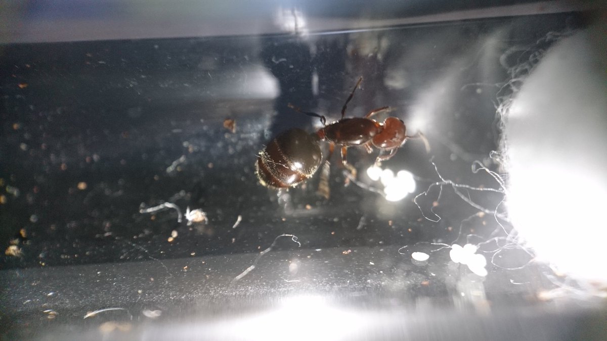 SEPafacile's tweet image. #Crematogaster Scutellaris et #Pheidole Pallidula qui s&apos;ajoute aux #Messor Barbarus et Messor Capitatus ! ✌🐜