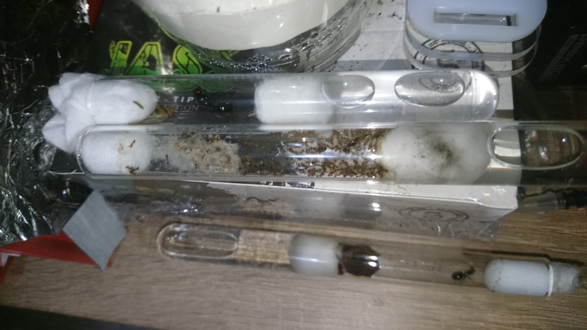 SEPafacile's tweet image. #Crematogaster Scutellaris et #Pheidole Pallidula qui s&apos;ajoute aux #Messor Barbarus et Messor Capitatus ! ✌🐜