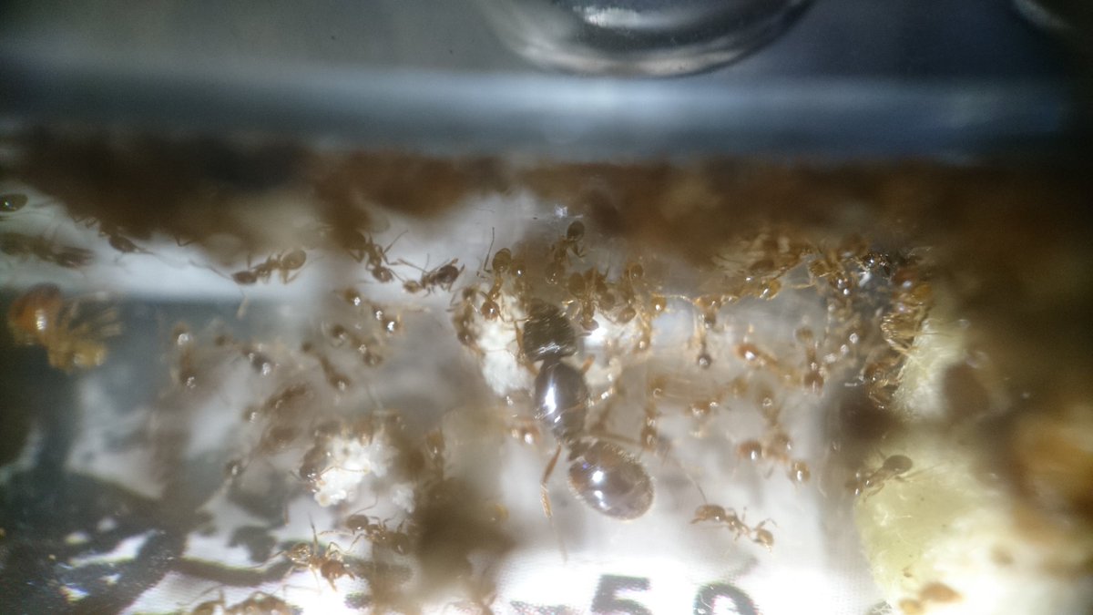 SEPafacile's tweet image. #Crematogaster Scutellaris et #Pheidole Pallidula qui s&apos;ajoute aux #Messor Barbarus et Messor Capitatus ! ✌🐜