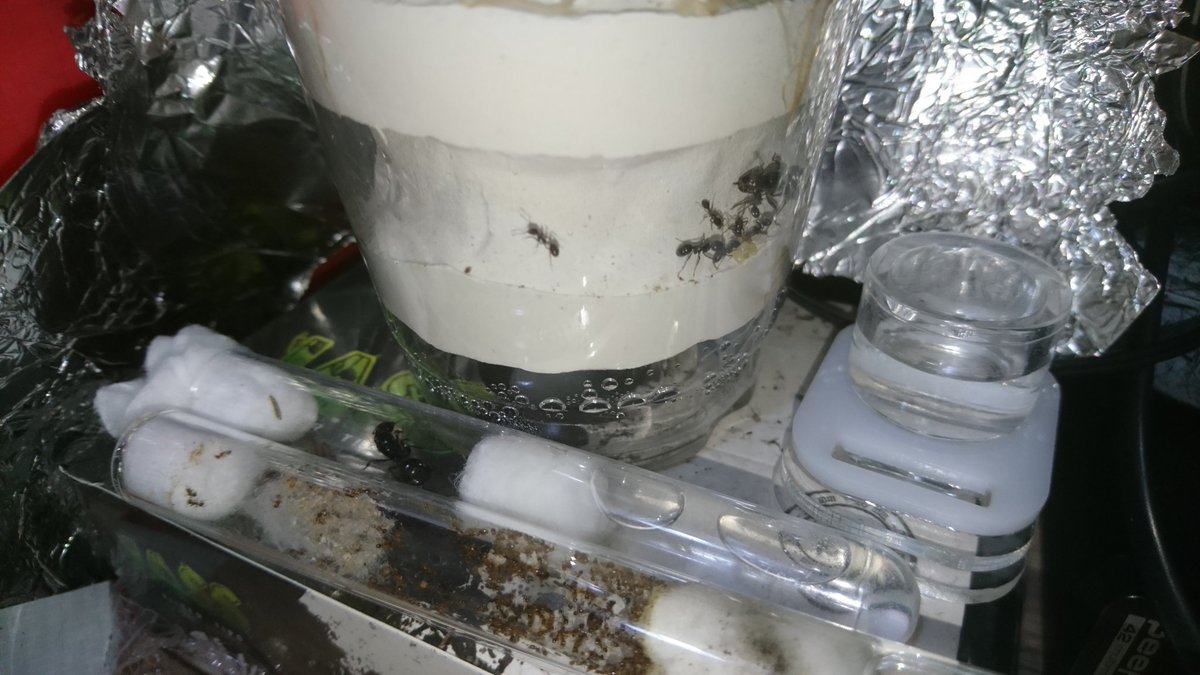 SEPafacile's tweet image. #Crematogaster Scutellaris et #Pheidole Pallidula qui s&apos;ajoute aux #Messor Barbarus et Messor Capitatus ! ✌🐜