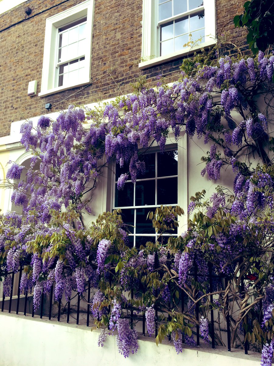 Глициния на перголе