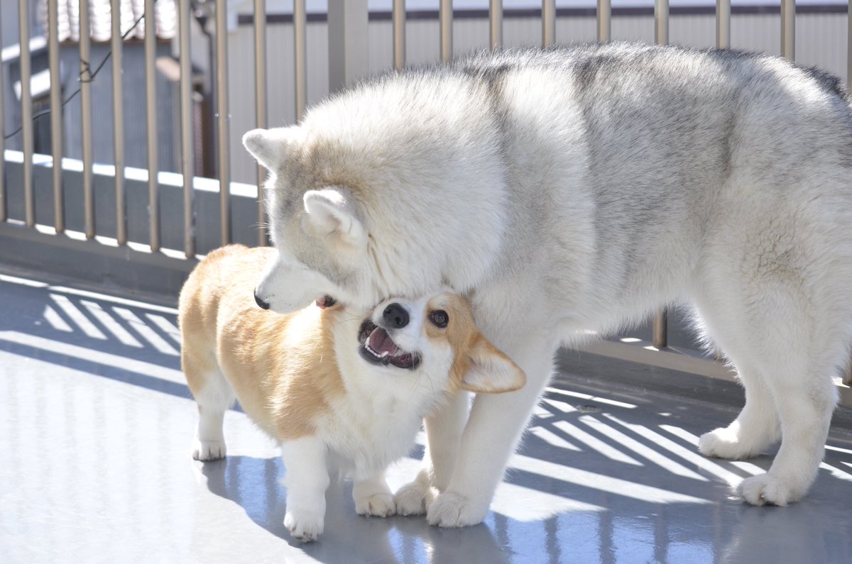 一緒に遊んでじゃれあうハスキーとコーギーがモフモフかわいくて最高に幸せな写真たち それぞれ違いが際立ってかわいい Togetter