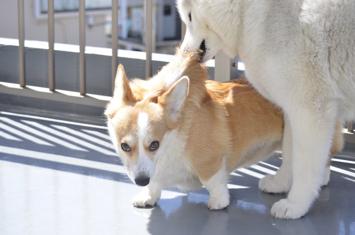 一緒に遊んでじゃれあうハスキーとコーギーがモフモフかわいくて最高に幸せな写真たち それぞれ違いが際立ってかわいい Togetter