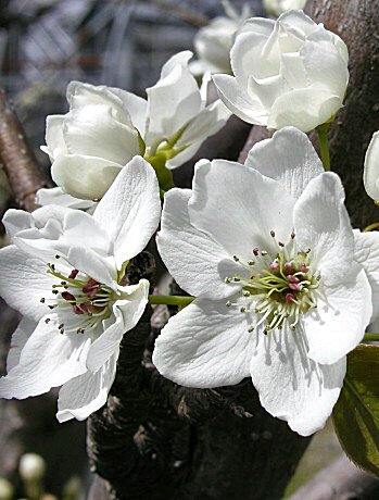 梨の花とは 見た目はどんな特徴 開花の時期 季節や花言葉も紹介 Botanica
