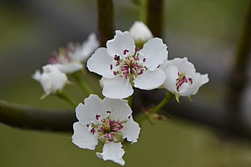 梨の花とは 見た目はどんな特徴 開花の時期 季節や花言葉も紹介 Botanica