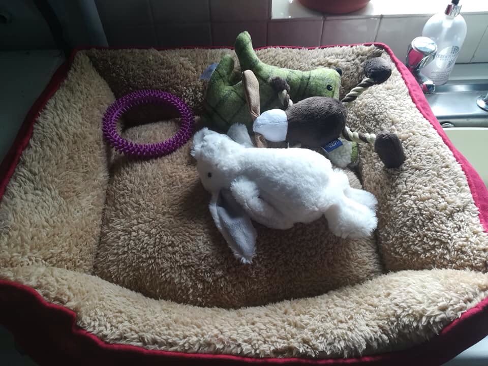 suemillward1's tweet photo. Guess what we are waiting for?!! #4weeks and counting #new puppy #black lab #bedready @ermillward https://t.co/GcbaeOhohH