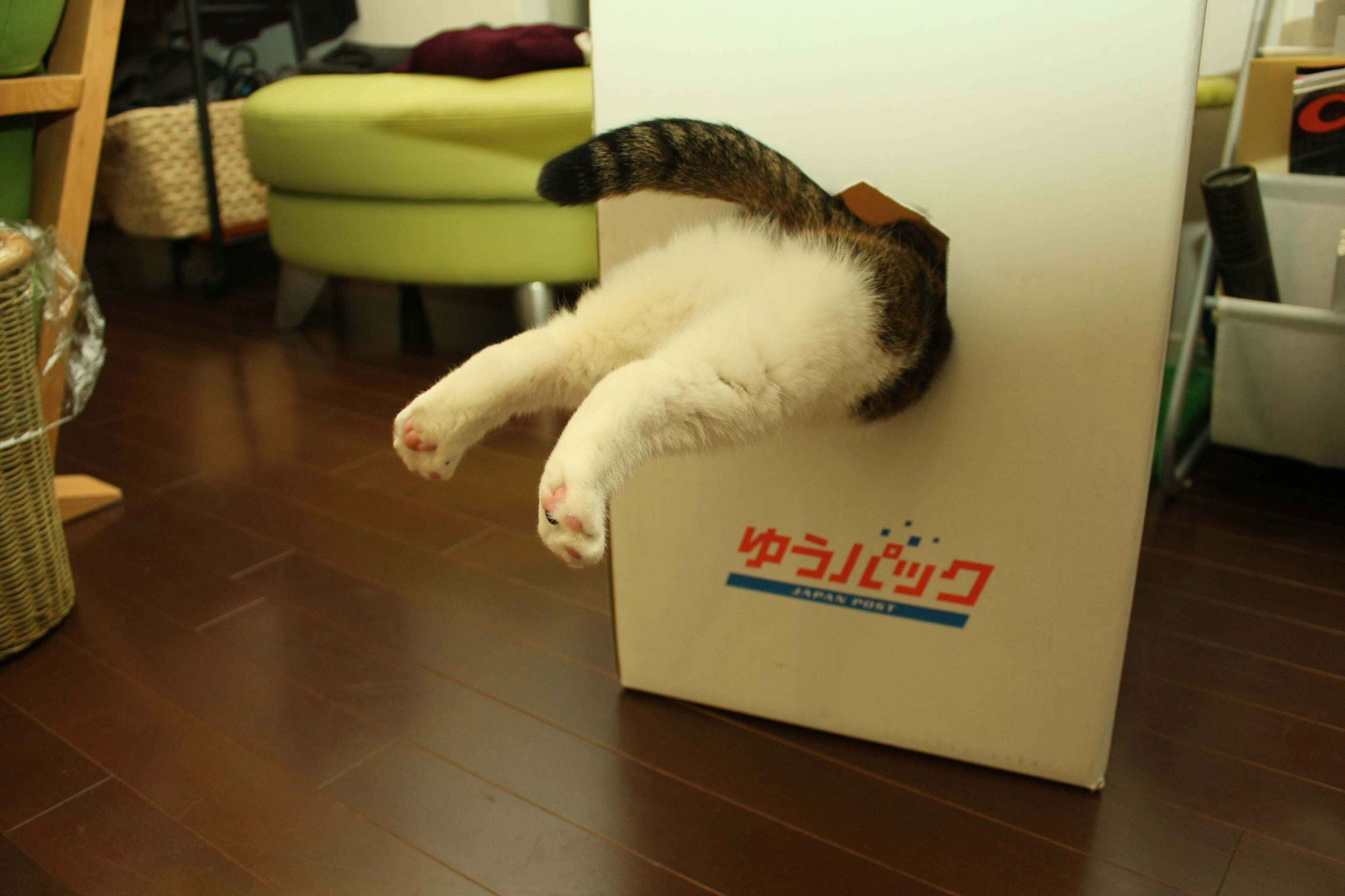 Котик прячется в коробке