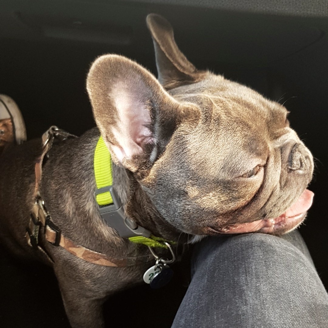 jo_owens's tweet photo. Our Lawrence 🤩💙 # frenchie https://t.co/foZdf792aM