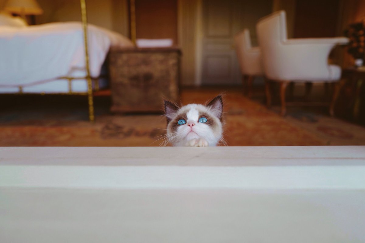 Benjamin Button Cat - bmp-level