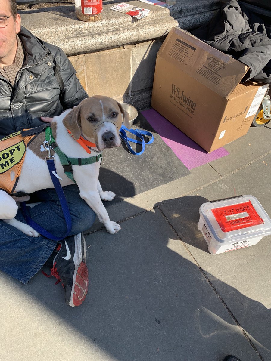 MightyMutts's tweet image. Today was rainy. But tomorrow, we’ll be ready to wag our tails at Union Square. Maybe Huck will sit in your lap.