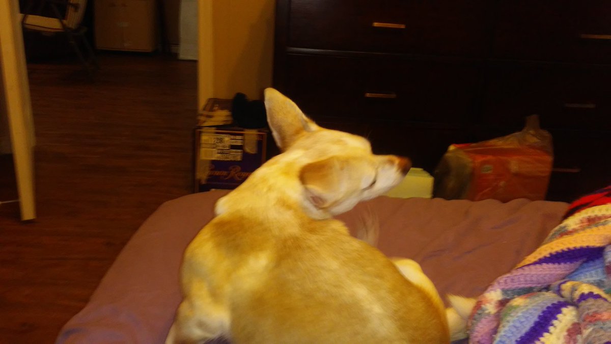 MythrilMoth's tweet photo. Sugarfoot just adopted me as her new daddy! Her old daddy passed recently. ;_; She's a little shy but has already shown me she loves to ROMP YOU!

We're not entirely sure what mix she is. The deer chihuahua is obvious, but is she a wiener mix? Lab mix? Help, #dogbreeders! #dogs https://t.co/5axCA0kfMF