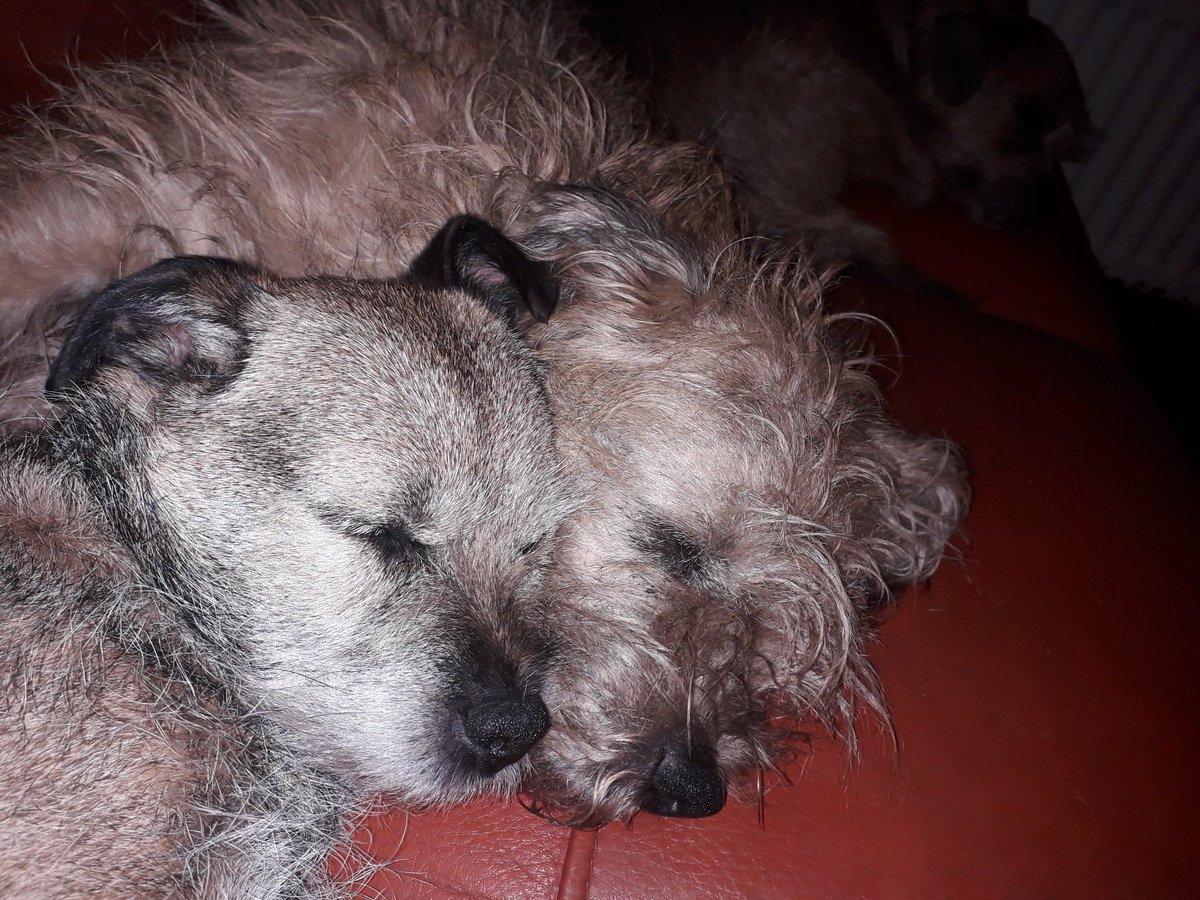 esborderterrier's tweet photo. Sibling love 💕🐾🐾 https://t.co/Ahr6ifZPpn