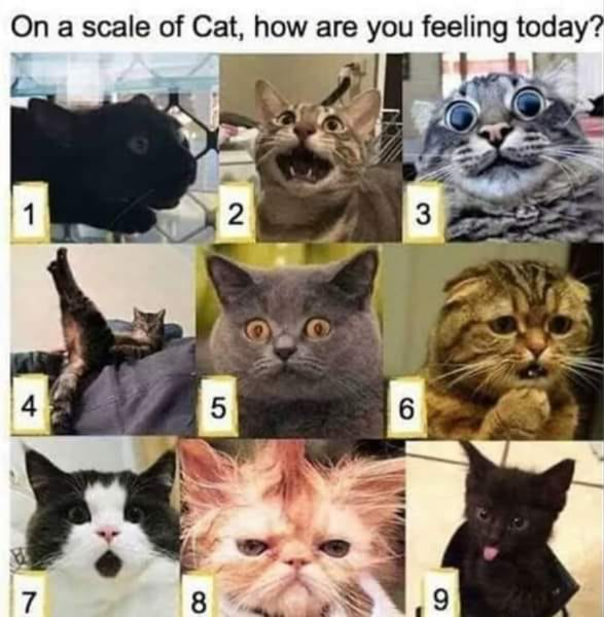petenaotg's tweet photo. How are you feeling today? https://t.co/1OvBGsUzdT
