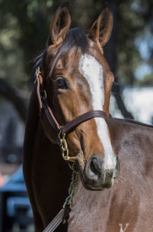 SunhillBloodst1's tweet photo. Strike Gold!.
Melbourne Gold 2019
Barn C @inglis_sales
@inglis_sales #HamptonCourt #Filly #Spendthrift_au #BarnC #lot200 #SunhillBloodstock
@vicbreeders @Aushorse_TBA @Godolphin @AusBreeders @breednet @anz_news https://t.co/9tv6DOISQP