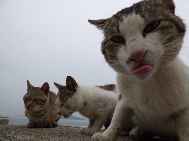 佐柳島猫