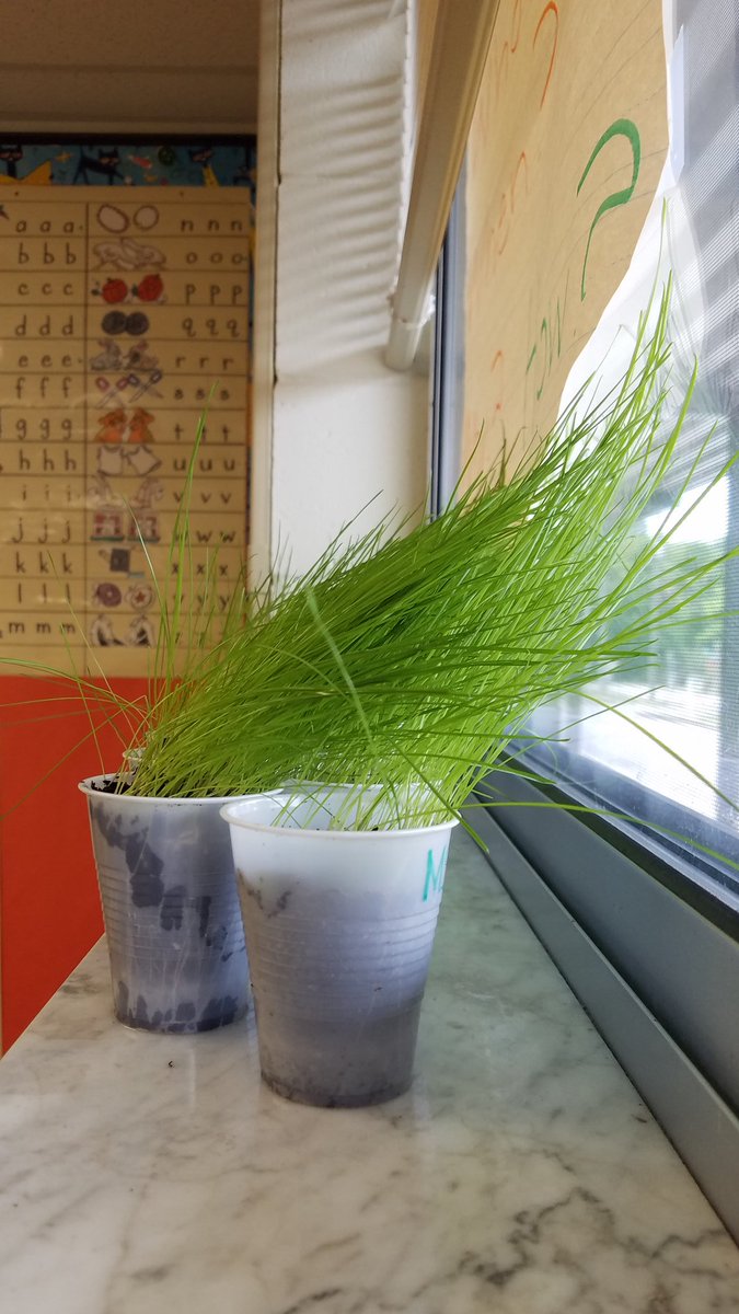 reader418's tweet image. So cool! The kids love to see the grass growing toward the sun light!#ocsrocks #vcsscience