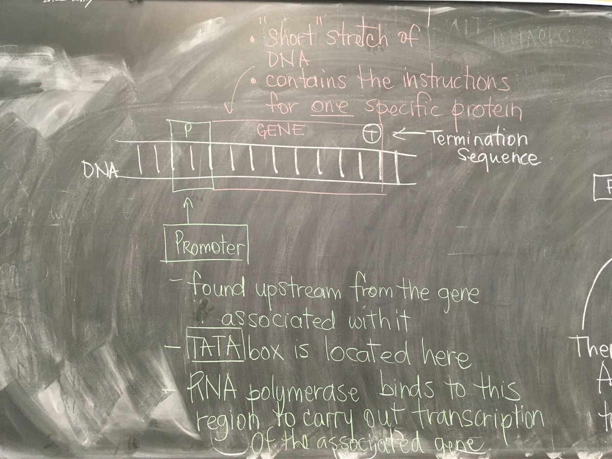 76_the's tweet photo. Just in case you missed it - Transcription #ProteinSynthesis #MolecBio #Genetics #ThisIsGrade12 #WeLoveBio https://t.co/OBFB8yifCr
