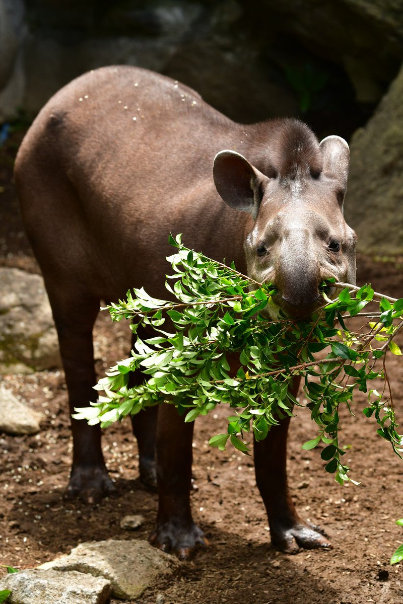 Hm 動物園でよく聞くシリーズ 夢を食べるやつ 伝説上の獏は夢を食べますが バクが食べるのは木の葉や果実です 多摩動物公園 ケン 金沢動物園 アグア 伊豆シャボテン動物公園 コハル 夢を食べる云々を語る来園者の な反応