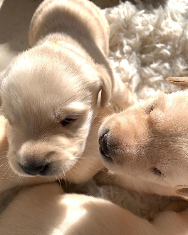 Dawn_Shapley's tweet photo. Our puppies will be 3 weeks on Sunday.  So much I love about them but puppy breath is just the best!!! https://t.co/hCCU2bofWG https://t.co/Q8Zud3LZ4W