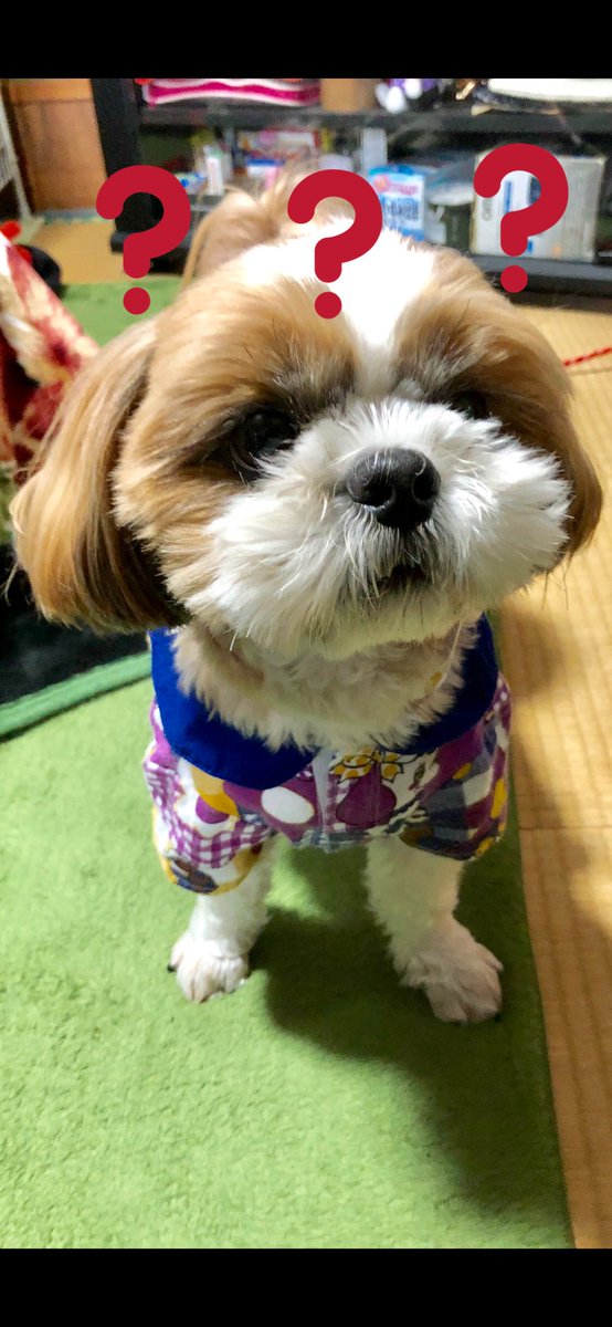 Hobo17MOMO's tweet photo. おはようございます🤩桃太郎です🍑
おかあしゃんが「アベンジャーズが終わるから💦」と言っていそいそと出かけてしまいました😭😭😭ボクはお留守番…😱😱😱
皆さん、楽しい１日をお過ごしくださいね💖
 #桃太郎 #シーズー #ありがとうアベンジャーズ #おはようございます https://t.co/vrGMP5jXEA
