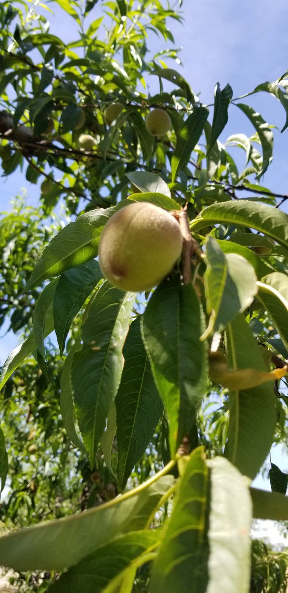 SimonianFruit's tweet photo. Spring Flame 21 yellow peaches 6 weeks from harvest #SimonianFarming #SimonianFruit #SIMCO #SFC #YellowPeaches #Peaches #Peach #SpringFlame21 #StoneFruit #TreeFruit #FreshFruit #CaliforniaFruit #FresnoCounty #SanJoaquinValley #CentralValley #California #CAGrown #April https://t.co/yl4rFuIhJi