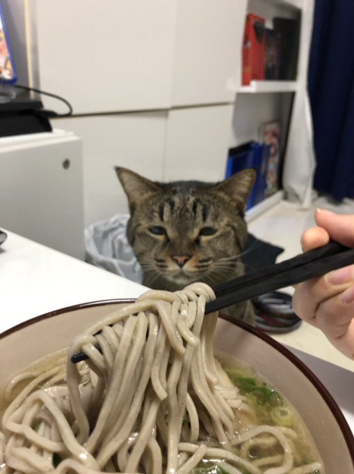 飼い主さんの蕎麦を食べた過ぎて悟ったり恍惚としてしまう猫さんが