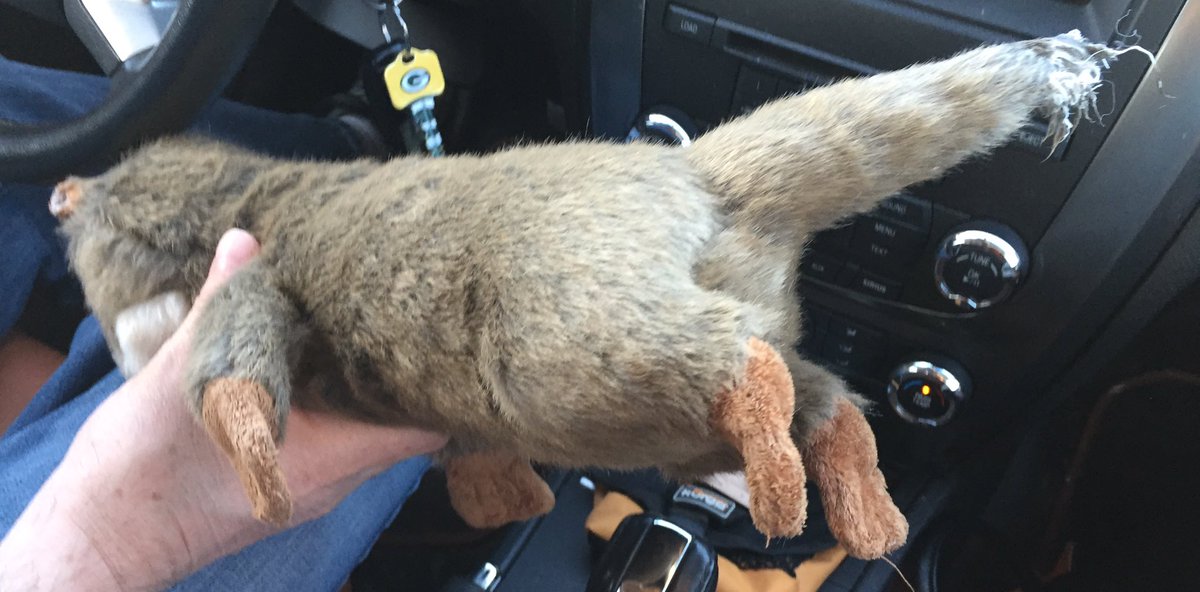 Lori Skibbie On Twitter Hey Fluffandtuff Bought Harry Otter