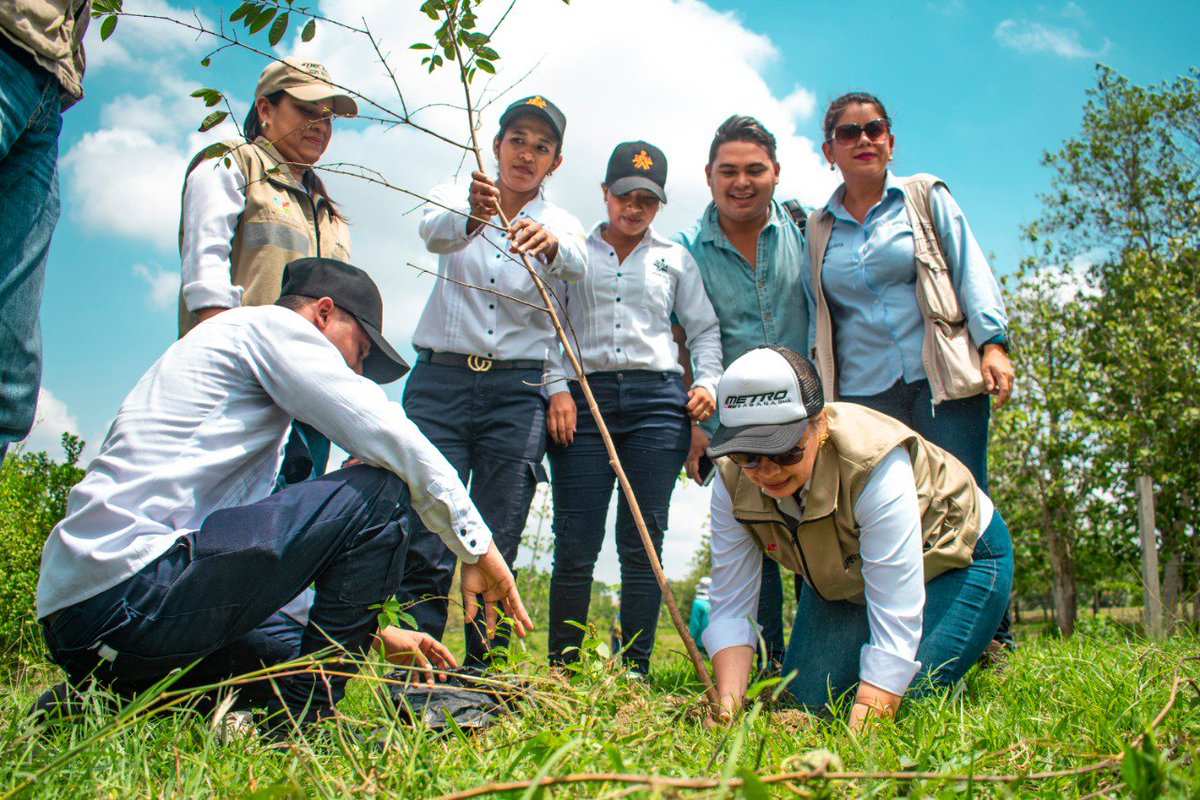 MetroSabanas's tweet photo. #Hoy, con la plantación de 60 árboles frutales y ornamentales, como compensación a través del proyecto #CentroAmable, nos vinculamos a la Sembratón organizada por #SENAsucre #MetroSabanas 👍#SETPsincelejo  #TransformamosVidas #TransformamosCiudad https://t.co/SDDGOGdJgs