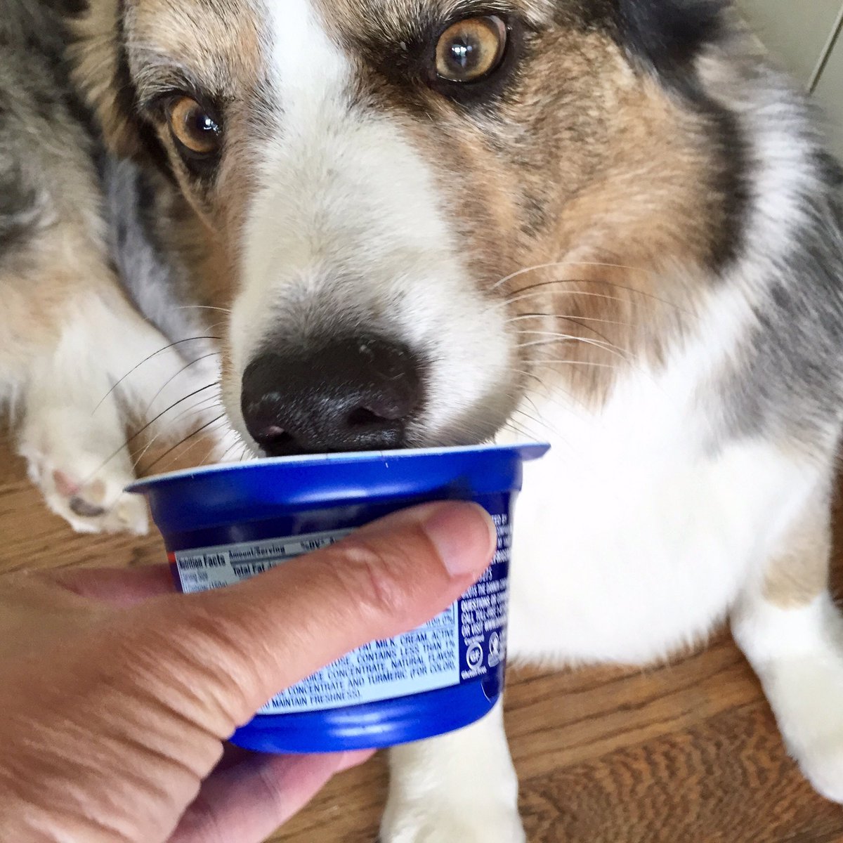 GoesByElizabeth's tweet photo. V good day today at #mamsummit, but enough work stuff, here are two random pics of my deranged but sweet dog. 😍 Bonne nuit. https://t.co/N7WvExhTfT