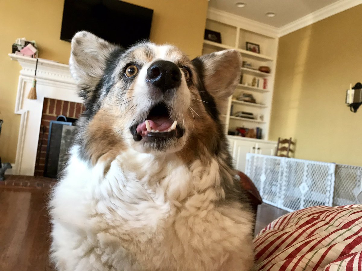 GoesByElizabeth's tweet photo. V good day today at #mamsummit, but enough work stuff, here are two random pics of my deranged but sweet dog. 😍 Bonne nuit. https://t.co/N7WvExhTfT