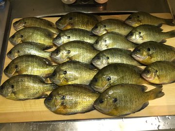 ブルーギルの特徴 見分け方 写真から探せる魚図鑑