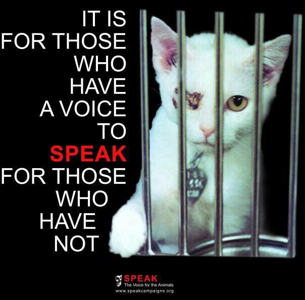 SPEAK - The Voice for the Rights of Animals (@speak_voice) / Twitter