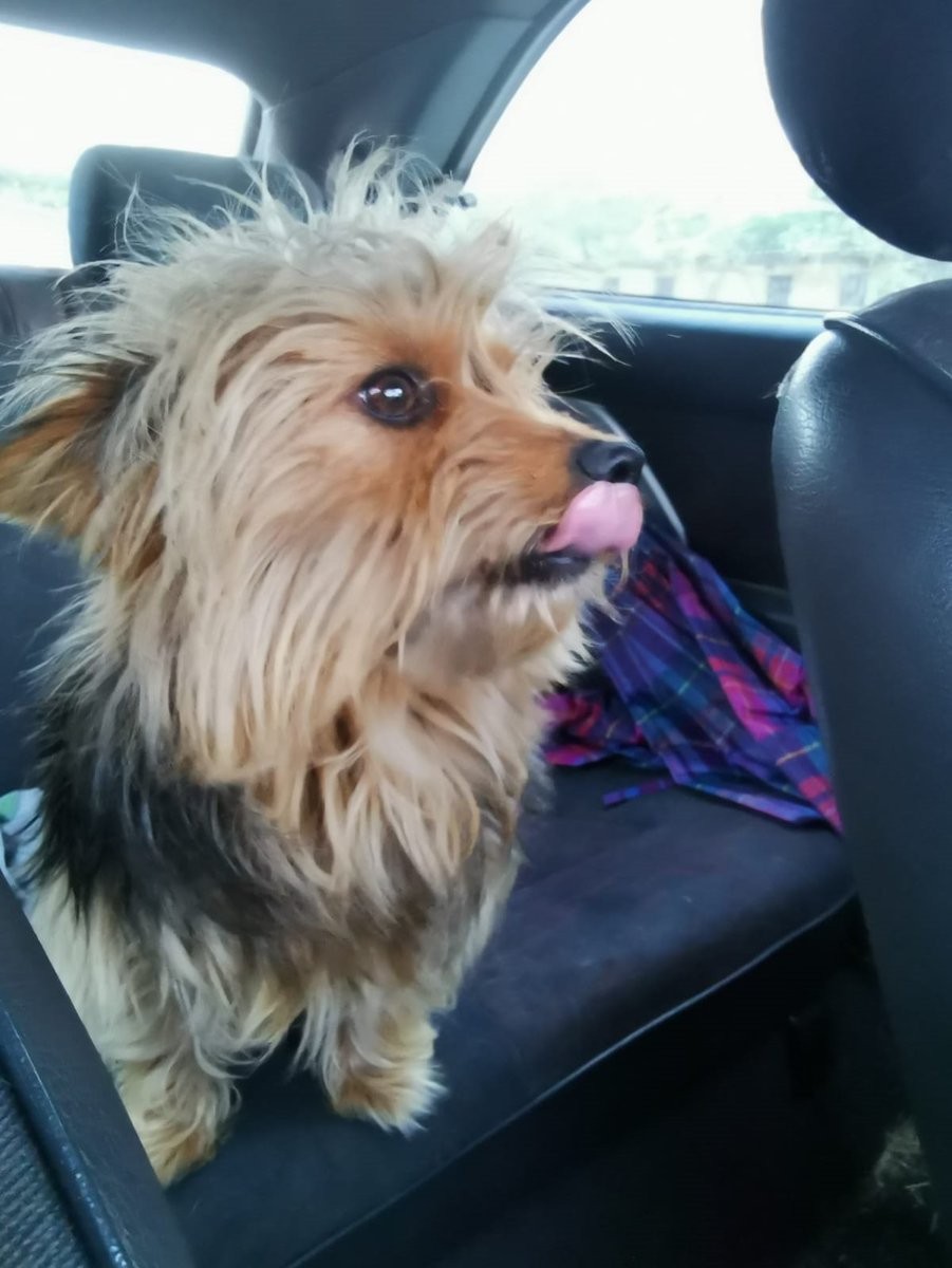 RotaryAnimals's tweet photo. #RotaryRescataAnimales Este precioso rescate, macho, aprox. 1 año está buscando una familia. Está en Málaga. Si quieres darle un hogar y mucho cariño, llama al +34 664 424 606 🐶💝💖 https://t.co/bSWBAgHjBk