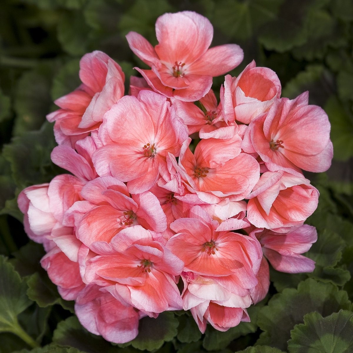 Unser aktuelles PELARGONIUM-ZONALE-Sortiment
verfügbar bei Veiling <a href="/RheinMaas/">Veiling Rhein-Maas</a> und Landgard :