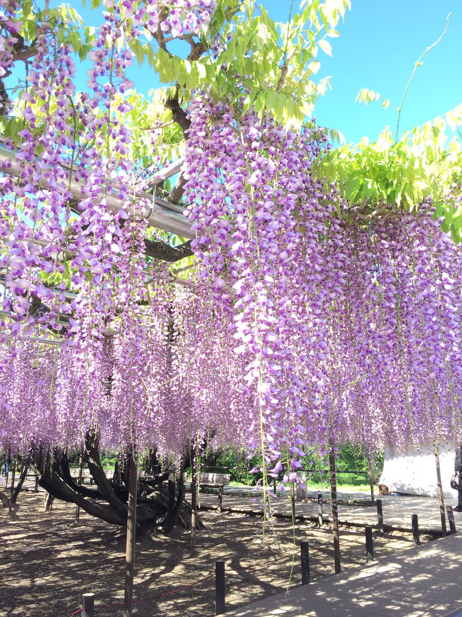 岡崎城の藤 今日の岡崎城 岡崎公園 の五万石ふじは ほぼ満開です 素晴らしい藤のカーテンを是非 見に来てくださいねー 岡崎城 五万石ふじ 岡崎公園 満開 藤の花 藤