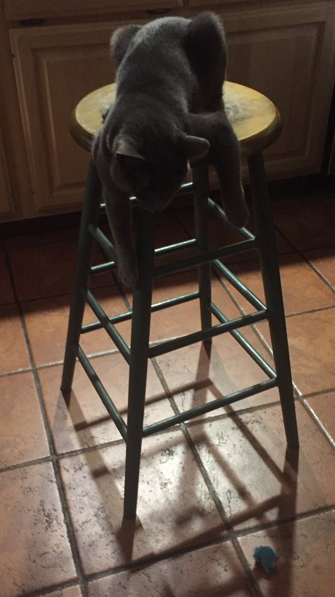 Sharonscupboard's tweet photo. Stalking my prey. #IThinkIAmABigCat #MaxDuvaltheCat #BlueDomestic https://t.co/y49qb9g6xV